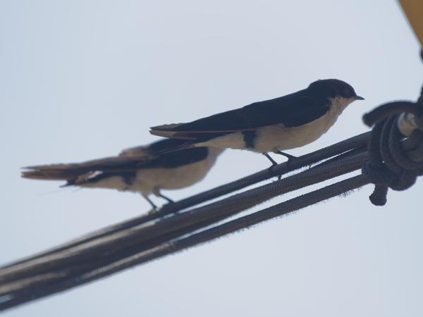 <h3><a href="/trips/tanzania/biota/animalia/chordata/aves/040 passeriformes/075 hirundinidae/hirundo smithii/hirundo smithii-nl.html">Hirundo&nbsp;smithii</a> / Wire‑tailed&nbsp;swallow / Roodkruinzwaluw</h3>OM-1 Mark II met OLYMPUS M.150-400mm F4.5, 1/2000 sec  bij F4.5, ISO 800, afstand 7.33&nbsp;m